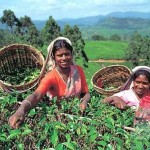 Шри-Ланка – королевство чая