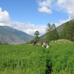 В Республике Алтай открылось производство чая
