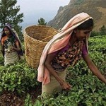 Индийский чай меняется из-за климата