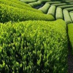 Чайные плантации в Азербайджане сокращаются