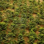 Колумбийские плантации кофе могут стать наследием ЮНЕСКО