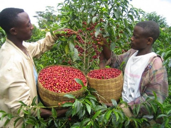 Традиции приготовления кофе. Эфиопия 