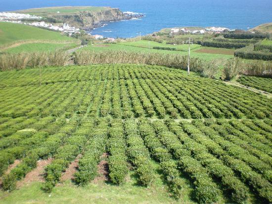 Чайные плонтации на азорских островах