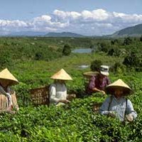 Чай во Вьетнаме
