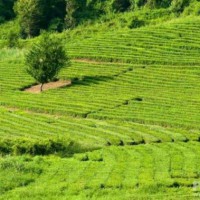 Чайные плантации в Краснодарском крае