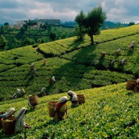 Выращивание чая в Южной Азии