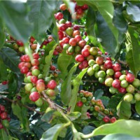 В Бразилии увеличится производство кофе