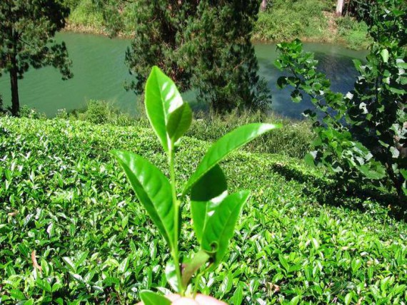 Климатические перемены влияют на выращивание чая 