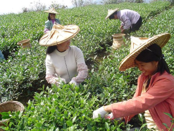 На плантации Цзюхуа будут собирать чай девственницы 