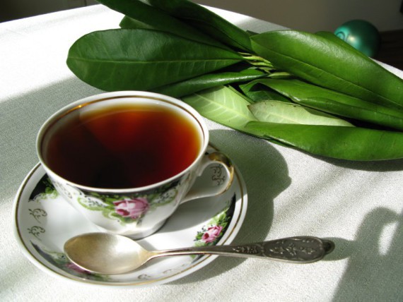 Чай из кофейных листьев