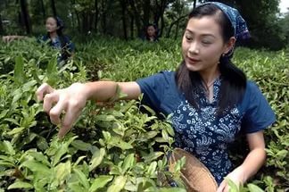 Красавицы Китая осуществляют сбор чая 
